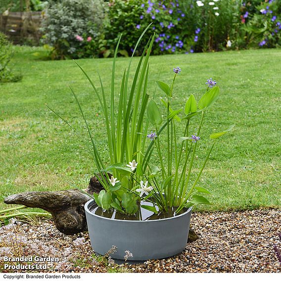 Flowering Pond Kit