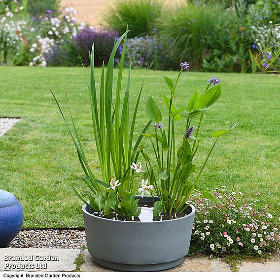 Flowering Pond Kit