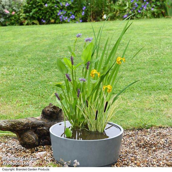 Patio Pond Plant Basket