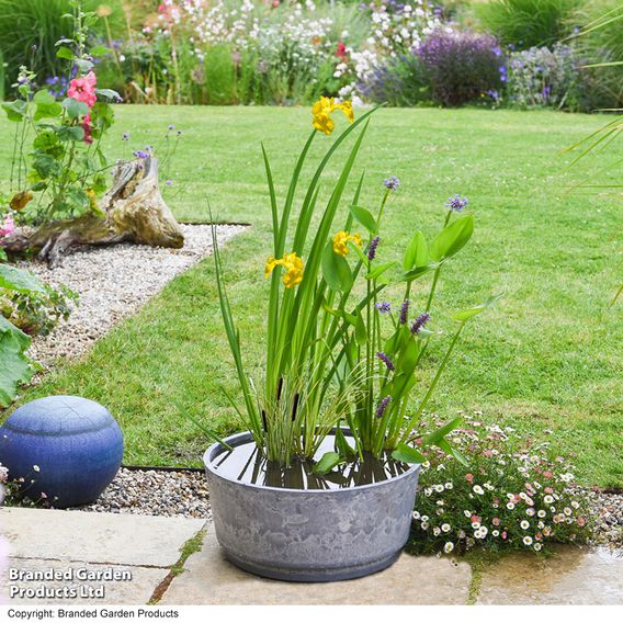 Patio Pond Plant Basket