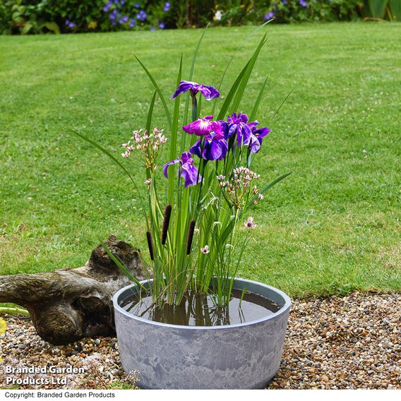 Insects Pond Kit