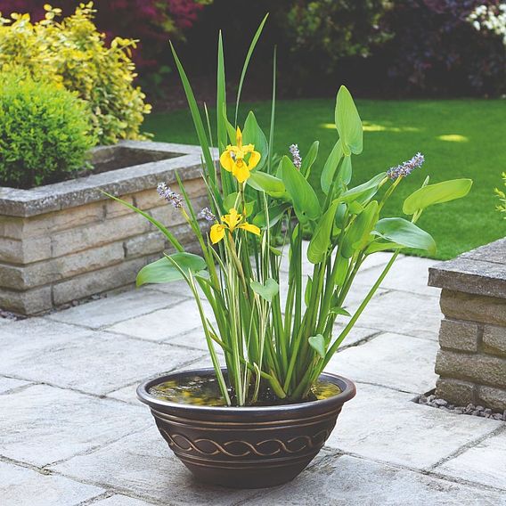 Patio Pond Plant Basket