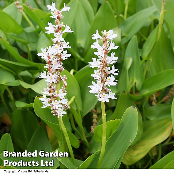 Pontederia cordata 'Alba' (Marginal Aquatic)