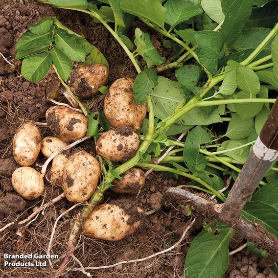 Potato 'Arran Pilot'