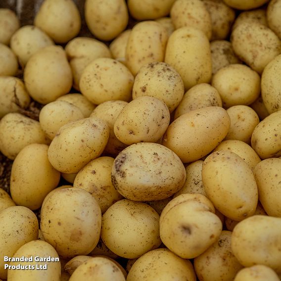 Potato 'Bambino'