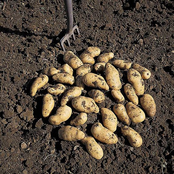 Potato 'Belle de Fontenay'