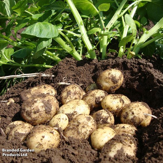 Potato 'Casablanca'