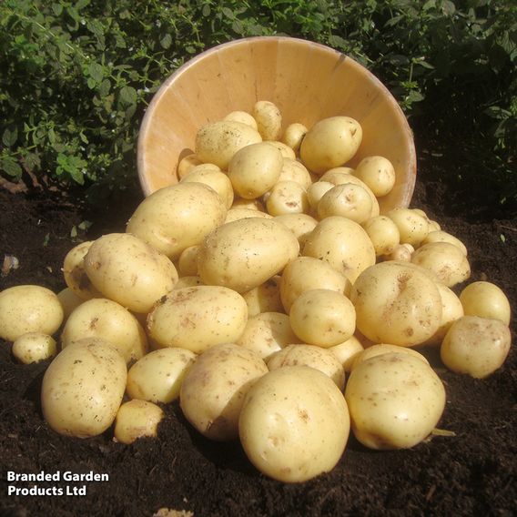 Potato 'Casablanca'