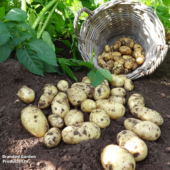 Potato 'Charlotte' (Second Cropping)