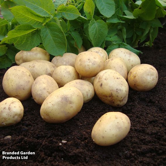 Potato 'Duke of York'