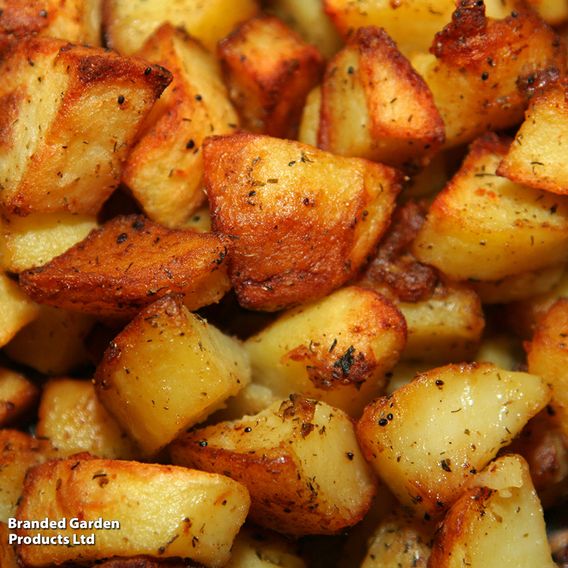 Potato 'Golden Wonder'