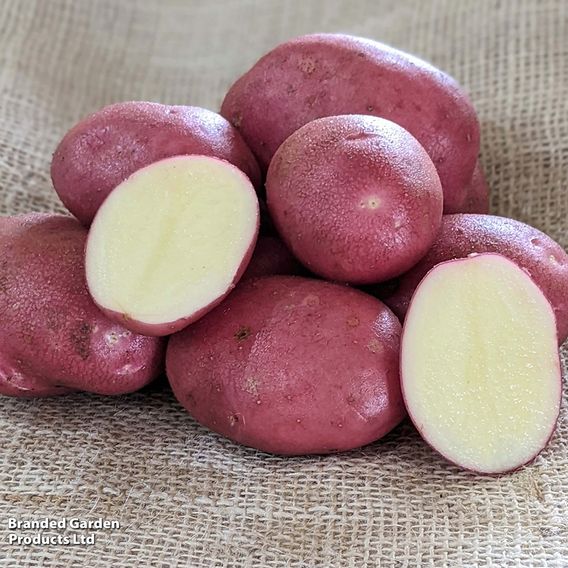 Potato 'Java'