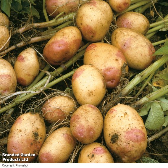 Potato 'King Edward'