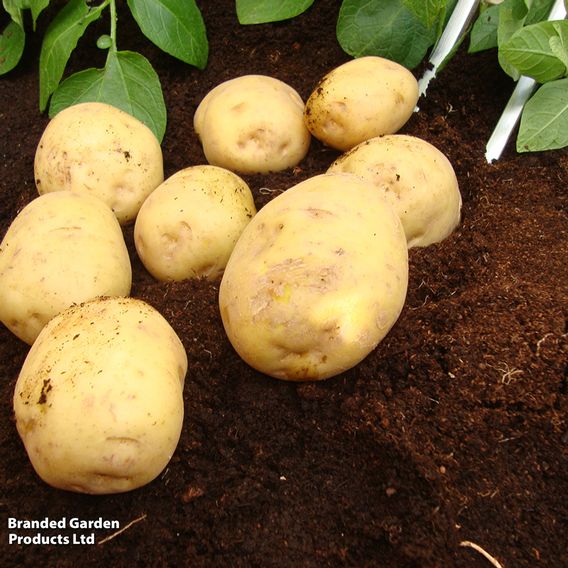 Potato 'Marfona'