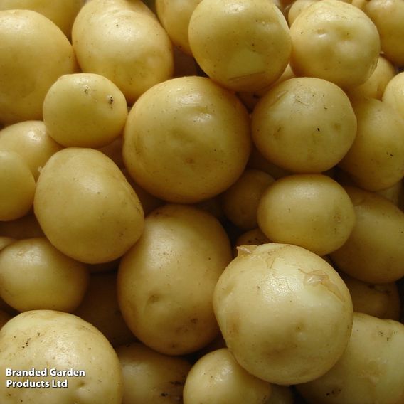 Potato 'Maris Peer' (Second Cropping)