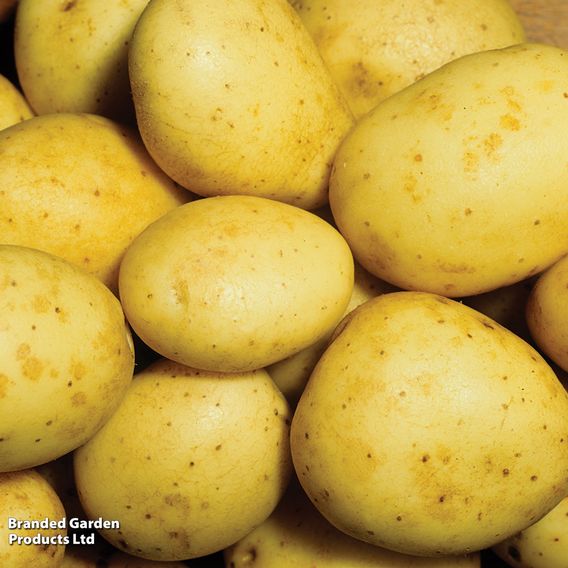 Potato 'Maris Piper'