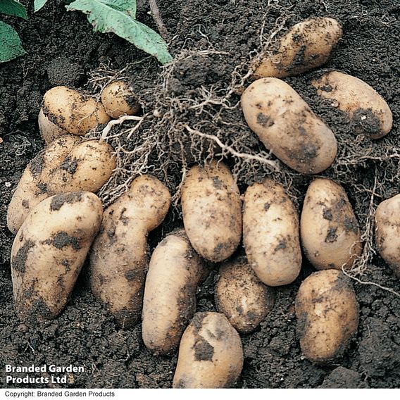 Potato 'Nicola' (Second Cropping)