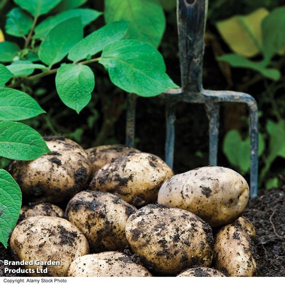 Potato 'Orla'