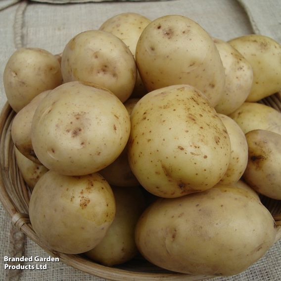 Potato 'Orla'