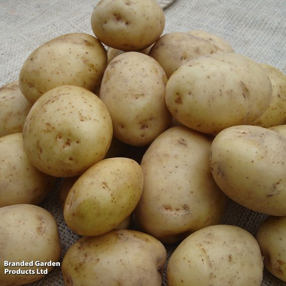 Potato 'Orla'