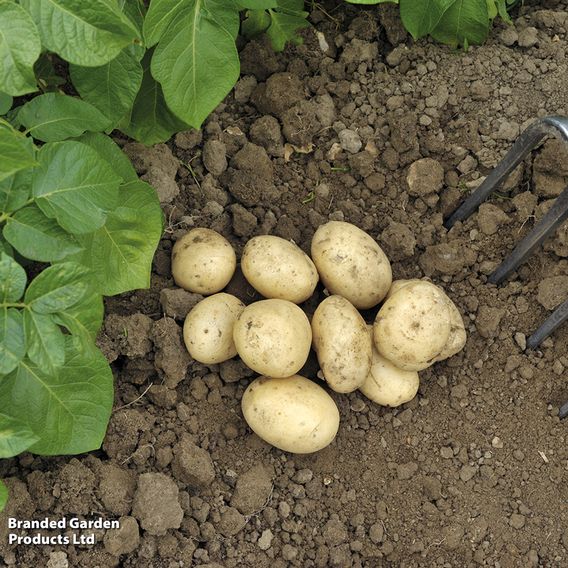 Potato 'Pentland Javelin'