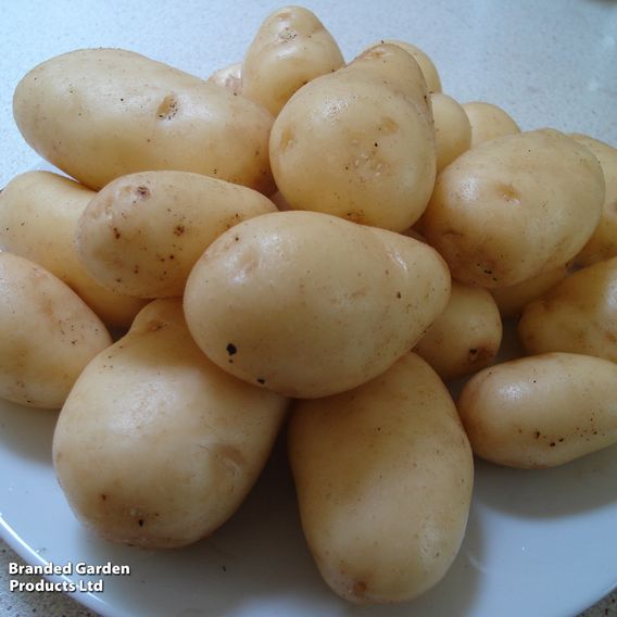 Potato 'Sharpes Express'