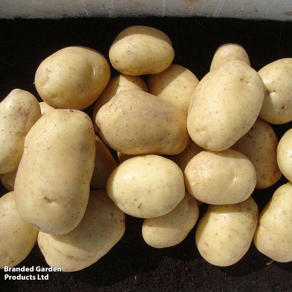 Potato 'Wilja'