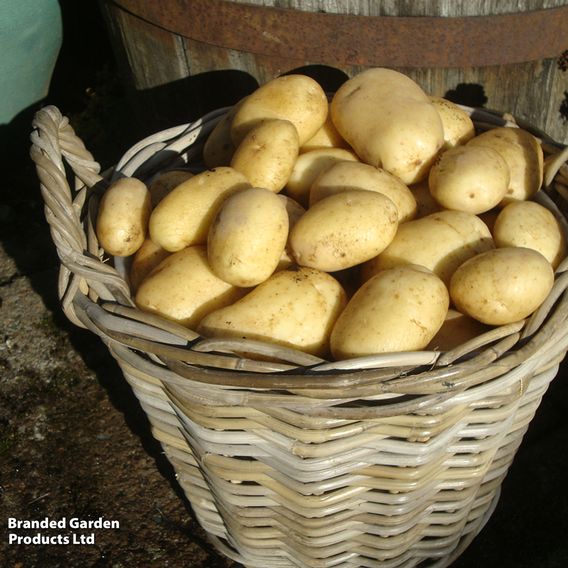 Potato 'Wilja'