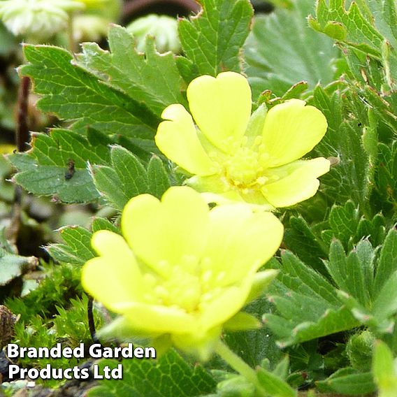 Potentilla neumanniana