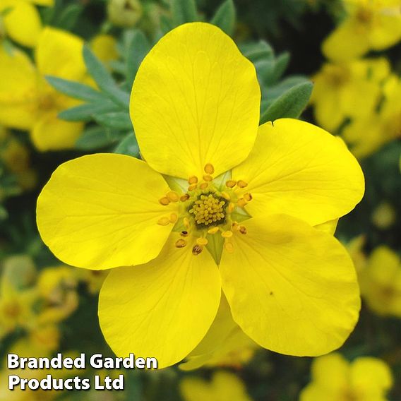 Potentilla fruiticosa (Hedging)