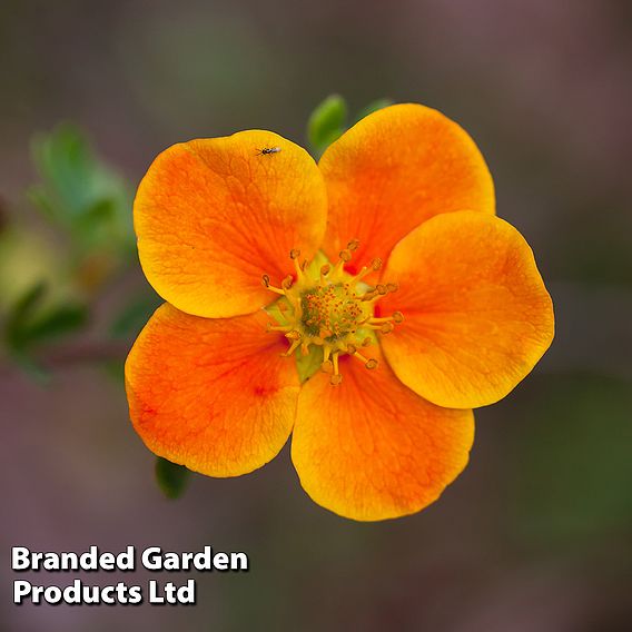 Potentilla fruticosa 'Hopleys Orange'