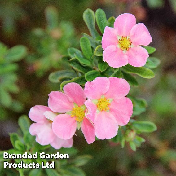 Potentilla fruticosa 'Lovely Pink'