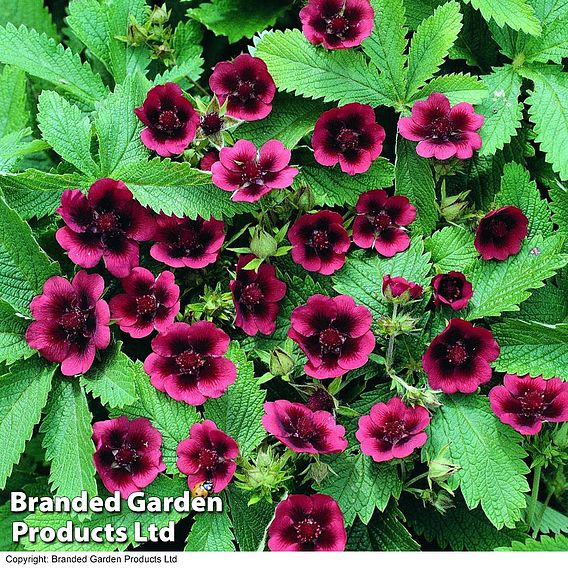 Potentilla thurberi 'Monarch's Velvet'