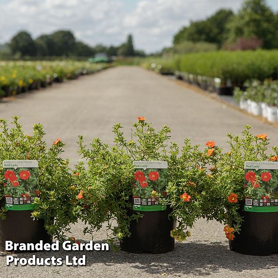 Potentilla fruticosa 'Red Lady'