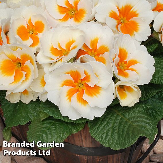 Primrose 'Buttercream'