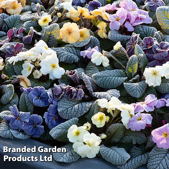 Primrose 'Obsidian Mixed'