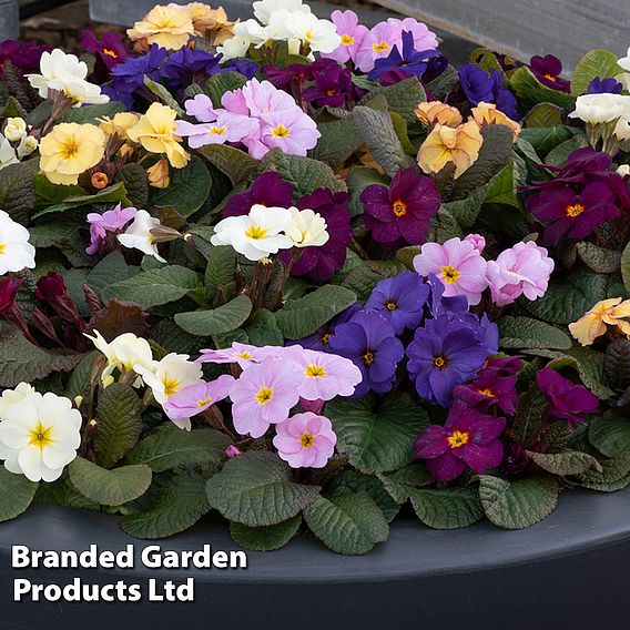 Primrose 'Obsidian Mixed'