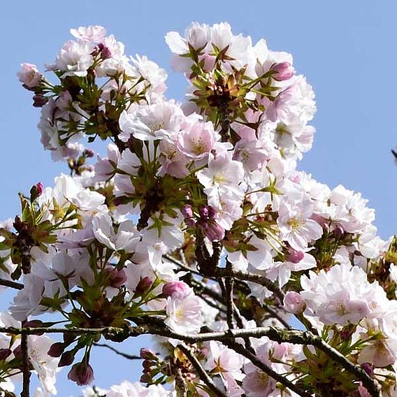 Prunus 'Amanogawa'