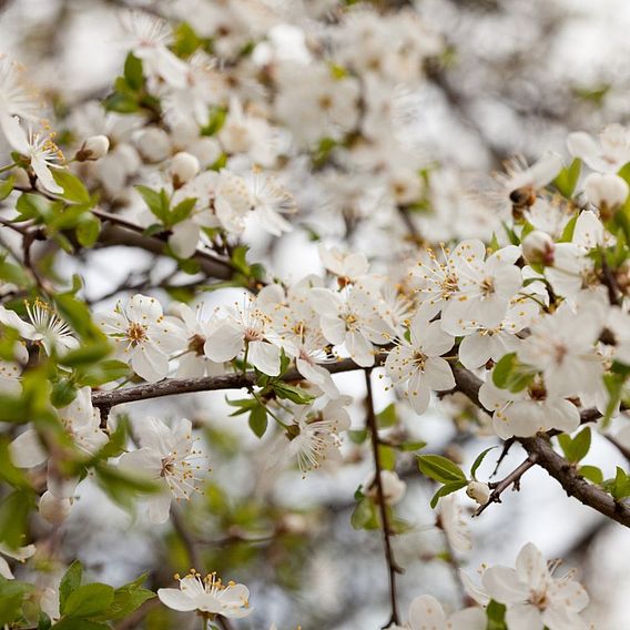 Wild Cherry (Hedging)