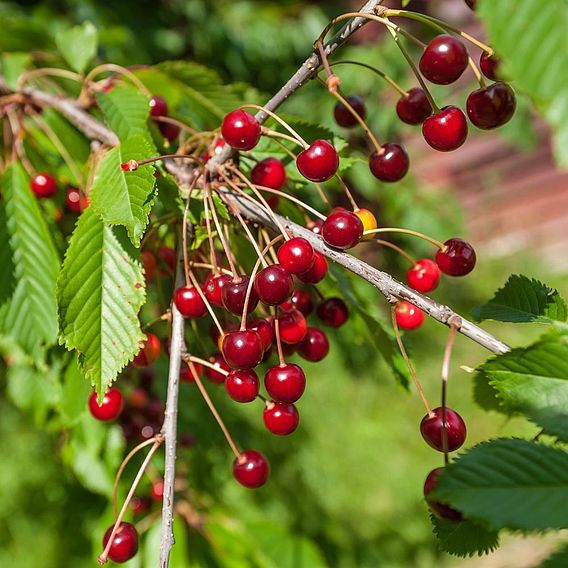 Wild Cherry (Hedging)