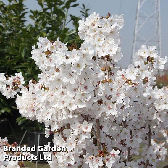 Prunus nipponica 'Brilliant'