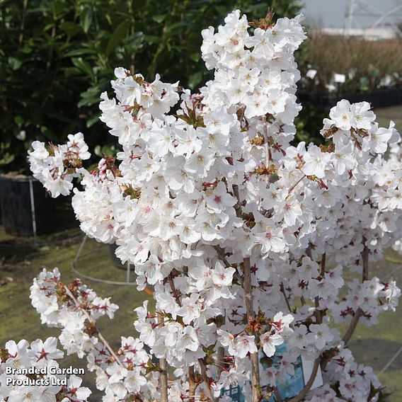 Prunus nipponica 'Brilliant'