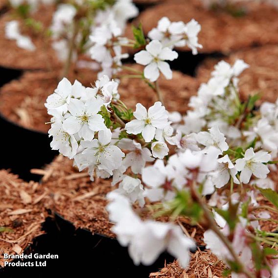 Prunus nipponica 'Brilliant'