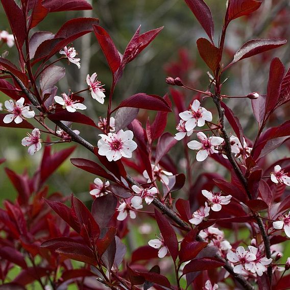 Prunus x cistena