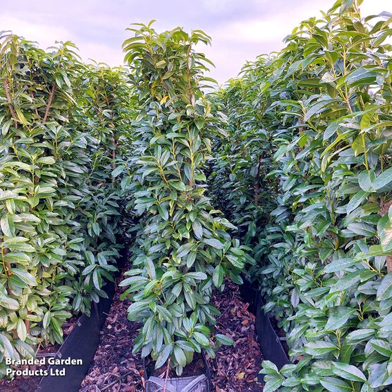 Prunus laurocerasus 'Genolia' (Hedging)