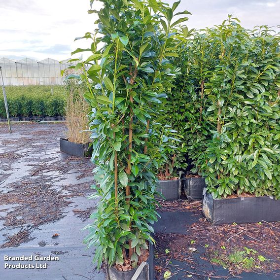 Prunus laurocerasus 'Genolia' (Hedging)