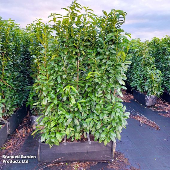 Prunus laurocerasus 'Genolia' (Hedging)