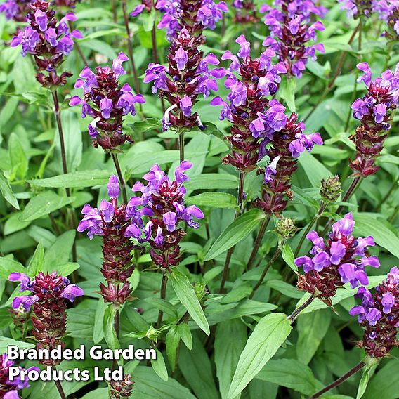 Prunella grandiflora ‘Violet-Flowered’