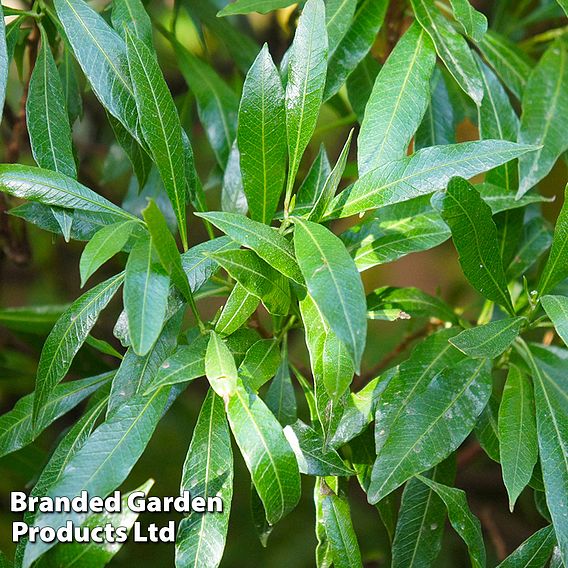 Prunus laurocerasus 'Caucasica' (Hedging)