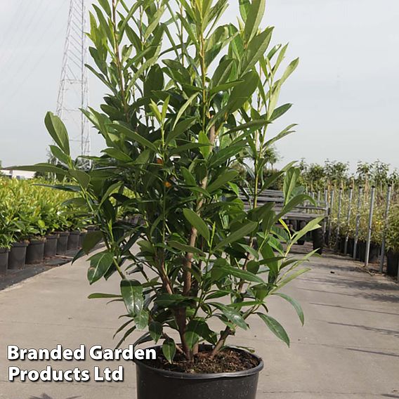 Prunus laurocerasus 'Caucasica' (Hedging)